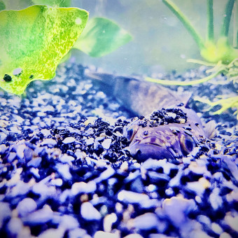 aquariophile juan-rodriguez