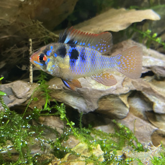 aquariophile FaustineV