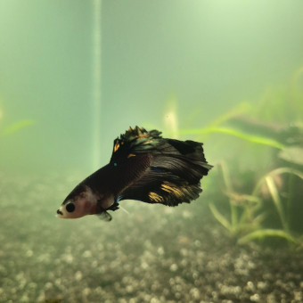 aquariophile Newtkccccc