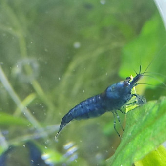 aquariophile Mouich