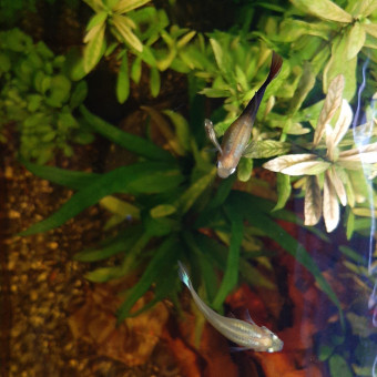 aquariophile Aquamoon17
