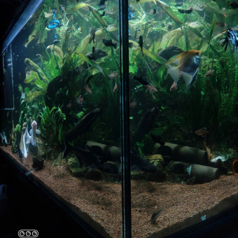 aquariophile Alexivan