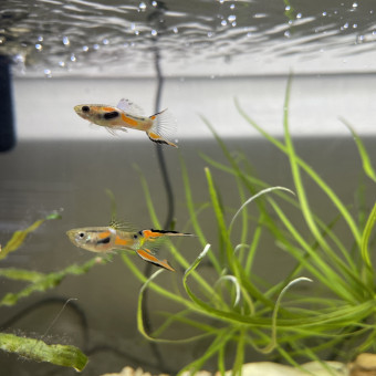 aquariophile Caro64le