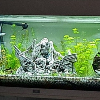 aquariophile Gregines