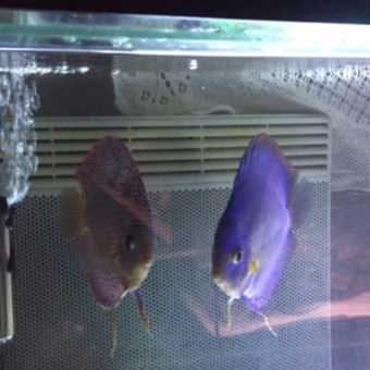 aquariophile Mimiche