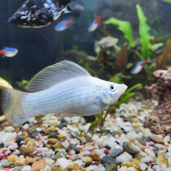 aquariophile Fish68