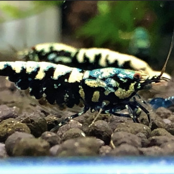 aquariophile Escan-shrimp