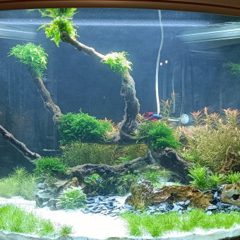 aquariophile Aquabzh