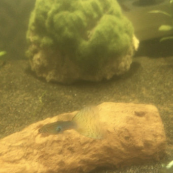 aquariophile Guppy44
