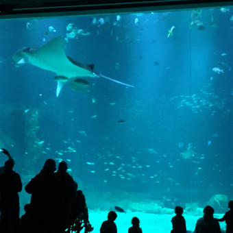 aquariophile Raimanta