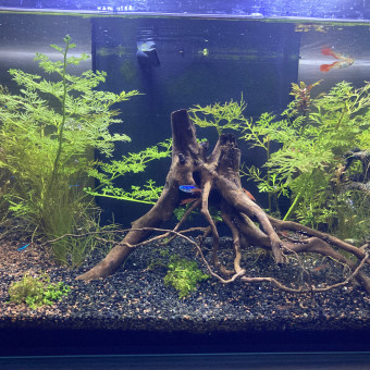 aquariophile Manu59300