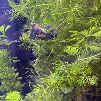 aquariophile Ldbetta