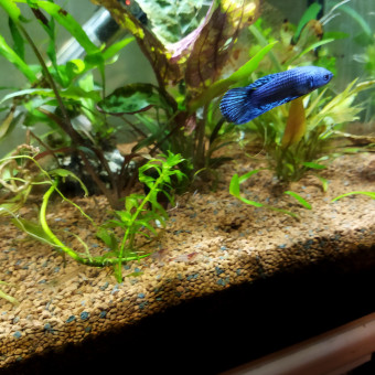 aquariophile Aymeric59