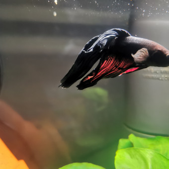 aquariophile Maude2801