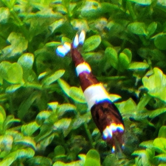 aquariophile Luc06