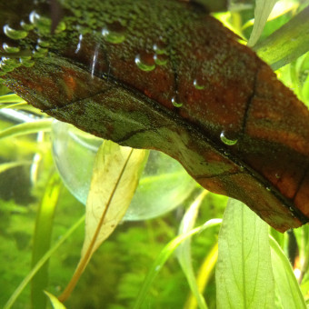 aquariophile Bob-le-Senestre