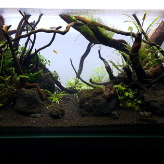 aquariophile Christrom