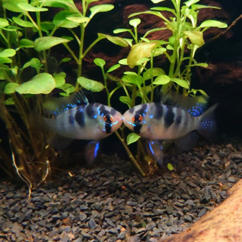 aquariophile TrainOfThought