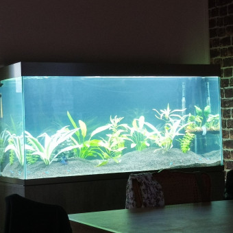 aquariophile Mikedu79