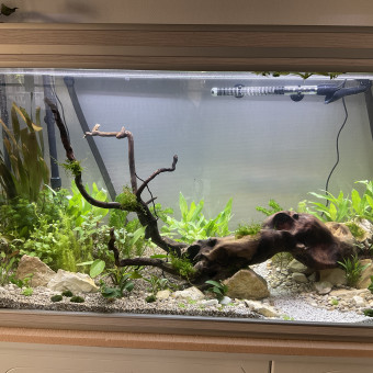 aquariophile Maitala