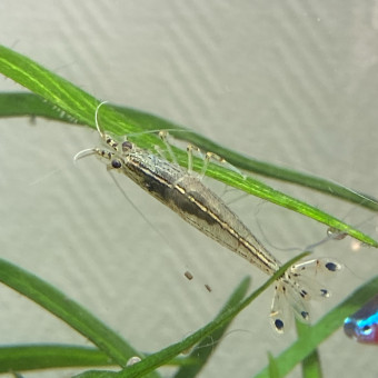 aquariophile Laygo.iui