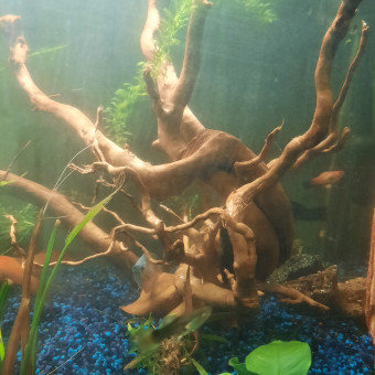 aquariophile Aurel37