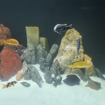 aquariophile shah