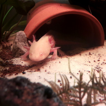 aquariophile Berzingue