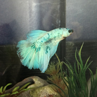 aquariophile MorganeABT