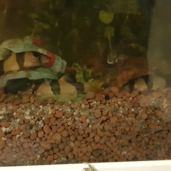 aquariophile LiyuInati