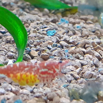 aquariophile AquastyleBlue