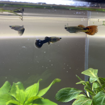 aquariophile Justinee