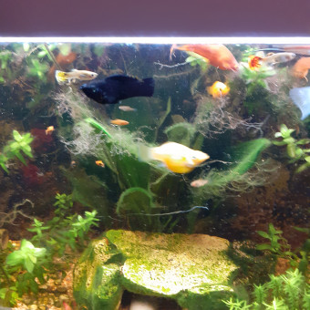 aquariophile Isafra