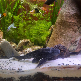 aquariophile Pleco