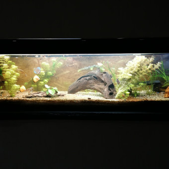 aquariophile Demol22