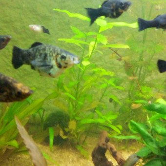 aquariophile titibleu