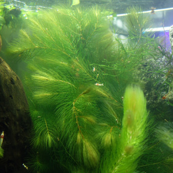 aquariophile aquamik
