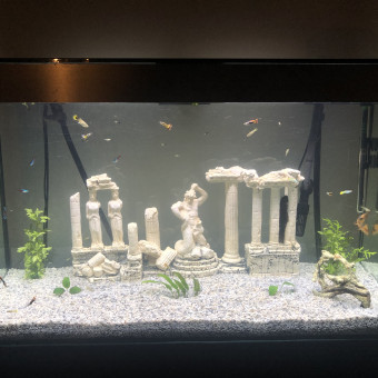 aquariophile lauriane.mn