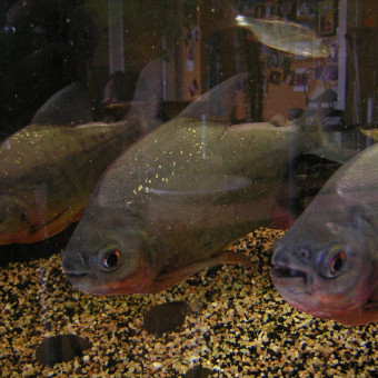 aquariophile pakalolo