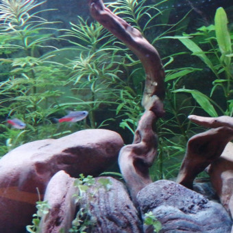 aquariophile Steeve12
