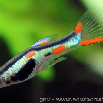 aquariophile Pikadx