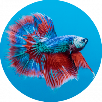 aquariophile Maxime2709