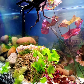 aquariophile Mstria57