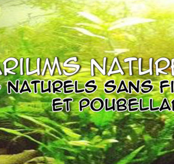 aquariophile PascalAquariumsNaturels