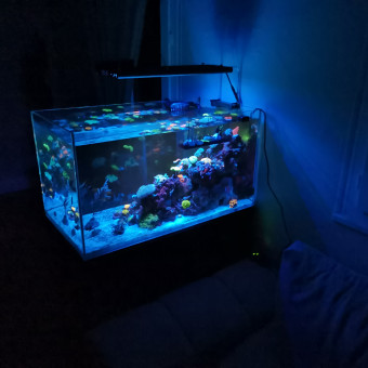 aquariophile jujupacman