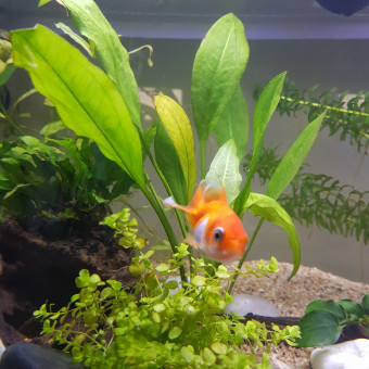 aquariophile Tictic