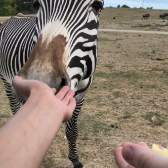 aquariophile Molly33