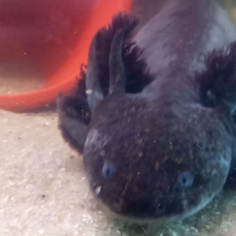 aquariophile Berengeregexie