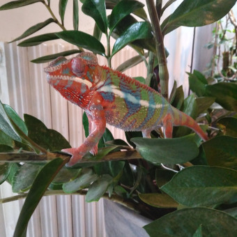 aquariophile cline-biville