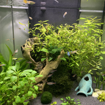 aquariophile Aqua.Faanny